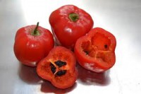 ROCOTO